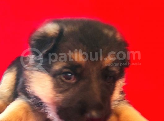 Alman Kurt Köpeği Yavruları K_9
