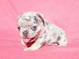 Exotic French Bulldog