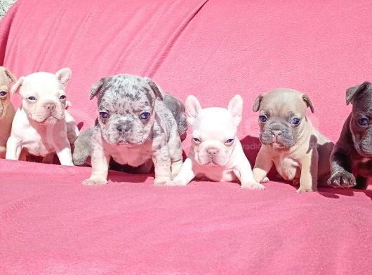 Exotic French Bulldog görsel