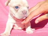 Exotic French Bulldog