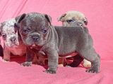 Exotic French Bulldog