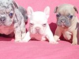 Exotic French Bulldog