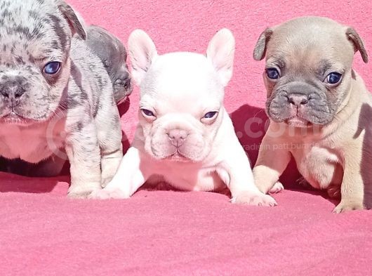 Exotic French Bulldog görsel