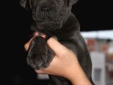 Mükemmel Kalite Safkan Cane Corso