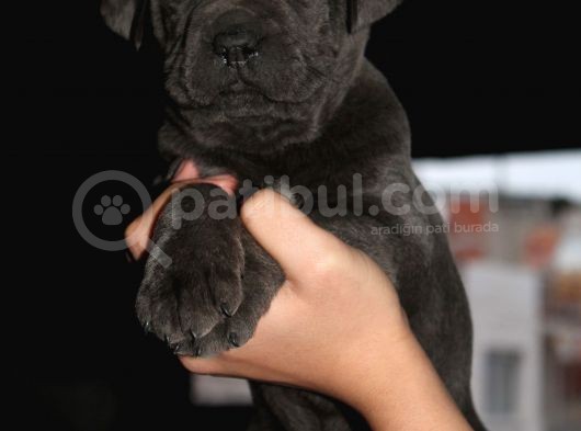 Mükemmel Kalite Safkan Cane Corso görsel
