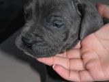 Mükemmel Kalite Safkan Cane Corso