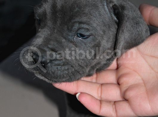 Mükemmel Kalite Safkan Cane Corso görsel