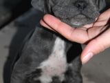 Mükemmel Kalite Safkan Cane Corso