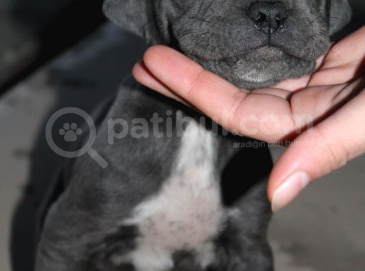 Mükemmel Kalite Safkan Cane Corso görsel