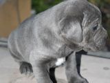Mükemmel Kalite Safkan Cane Corso