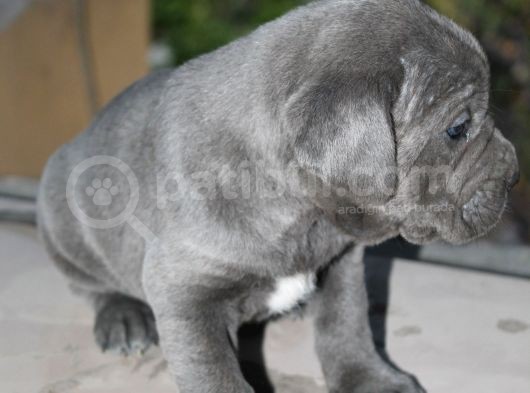 Mükemmel Kalite Safkan Cane Corso görsel