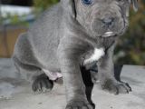 Mükemmel Kalite Safkan Cane Corso