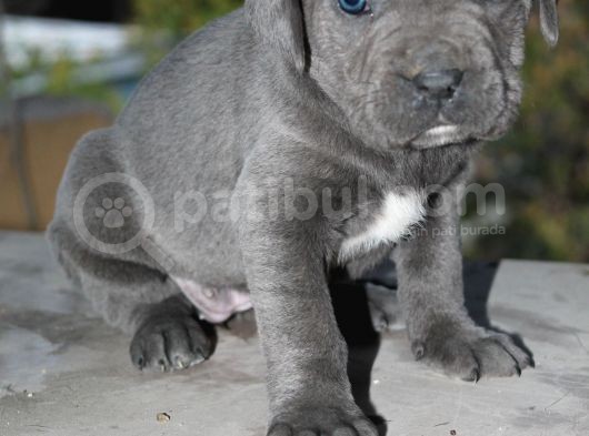 Mükemmel Kalite Safkan Cane Corso görsel
