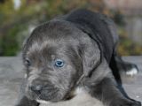 Mükemmel Kalite Safkan Cane Corso