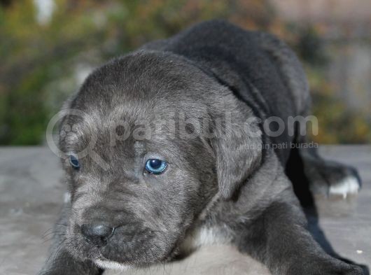 Mükemmel Kalite Safkan Cane Corso