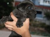Mükemmel Kalite Safkan Cane Corso