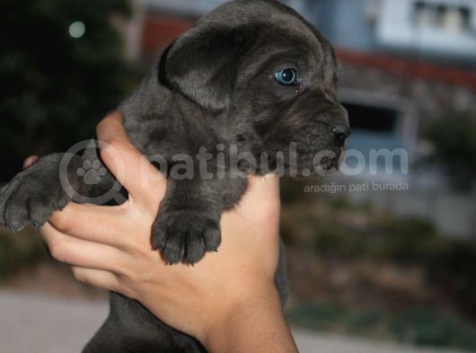 Mükemmel Kalite Safkan Cane Corso görsel