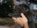 Mükemmel Kalite Safkan Cane Corso