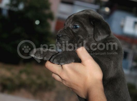 Mükemmel Kalite Safkan Cane Corso görsel