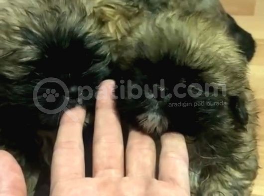 Pekinez Sifir Burun görsel