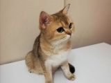 Bu İki̇ Güzelli̇k Yeni̇ Sahi̇bi̇ni̇ Ariyor British Shorthair