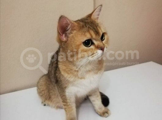 Bu İki̇ Güzelli̇k Yeni̇ Sahi̇bi̇ni̇ Ariyor British Shorthair görsel