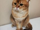 Bu İki̇ Güzelli̇k Yeni̇ Sahi̇bi̇ni̇ Ariyor British Shorthair
