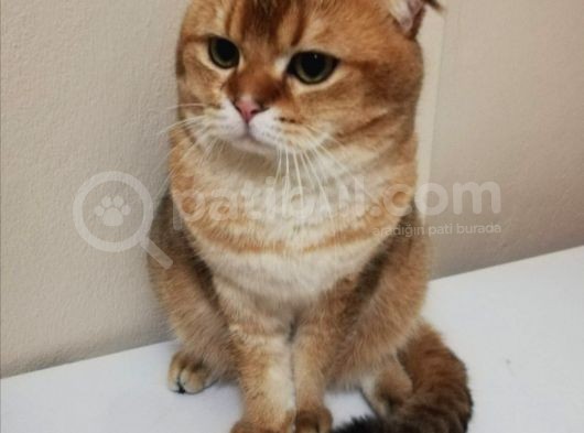 Bu İki̇ Güzelli̇k Yeni̇ Sahi̇bi̇ni̇ Ariyor British Shorthair görsel