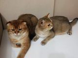 Bu İki̇ Güzelli̇k Yeni̇ Sahi̇bi̇ni̇ Ariyor British Shorthair