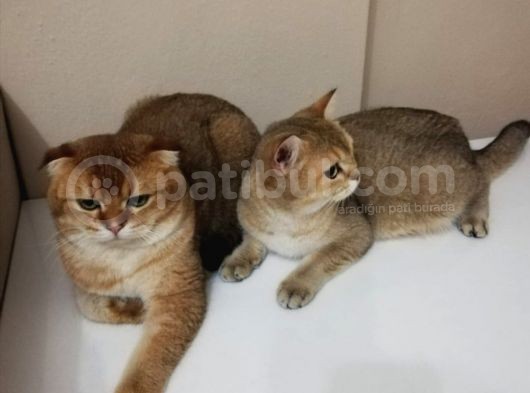 Bu İki̇ Güzelli̇k Yeni̇ Sahi̇bi̇ni̇ Ariyor British Shorthair görsel