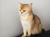 Bu İki̇ Güzelli̇k Yeni̇ Sahi̇bi̇ni̇ Ariyor British Shorthair