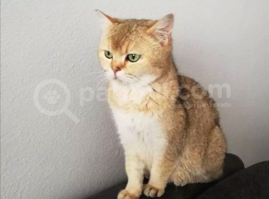 Bu İki̇ Güzelli̇k Yeni̇ Sahi̇bi̇ni̇ Ariyor British Shorthair