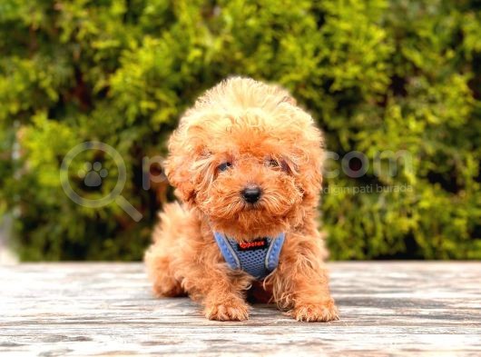 Toy Poodle Mini Boy Yavrular görsel
