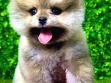 2.5 Aylık Orjinal Pomeranian Yavrular