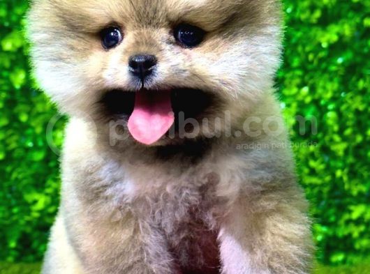 2.5 Aylık Orjinal Pomeranian Yavrular görsel