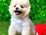 2.5 Aylık Orjinal Pomeranian Yavrular