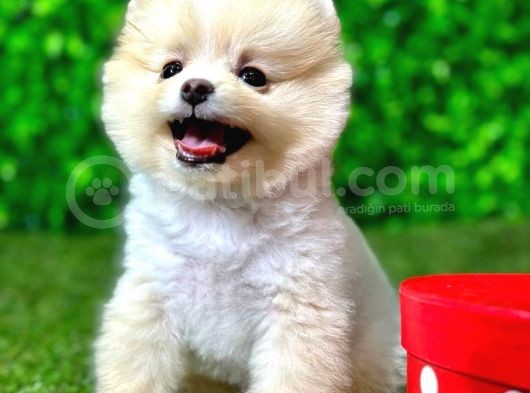 2.5 Aylık Orjinal Pomeranian Yavrular görsel