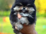Black And Tan Di̇şi̇ Pomerani̇an Teddy