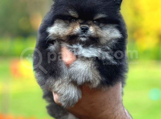 Black And Tan Di̇şi̇ Pomerani̇an Teddy görsel