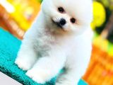 Kusursuz Karbeyaz Pomeranian Boo