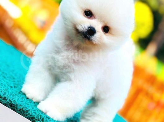 Kusursuz Karbeyaz Pomeranian Boo görsel