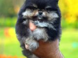 Black And Tan Di̇şi̇ Pomerani̇an Teddy