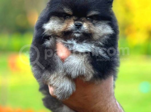 Black And Tan Di̇şi̇ Pomerani̇an Teddy görsel