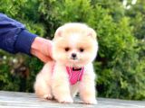 Safkan Teddy Bear Pomeranian Boo Yavrularımız