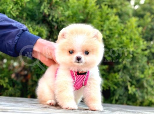 Safkan Teddy Bear Pomeranian Boo Yavrularımız