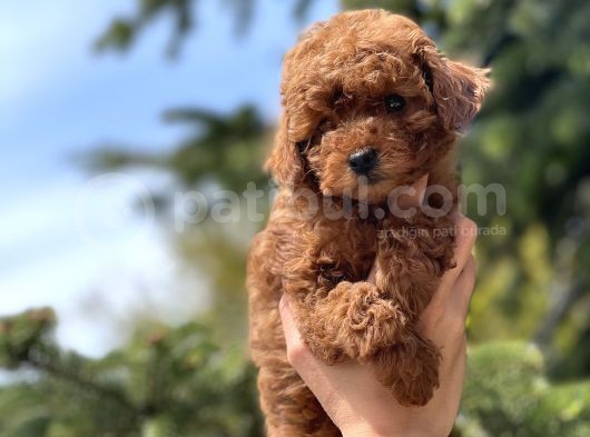 Safkan Toy Poodle Bebekler görsel
