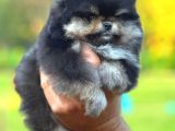Black and Tan Di̇şi̇ Pomerani̇an Teddy
