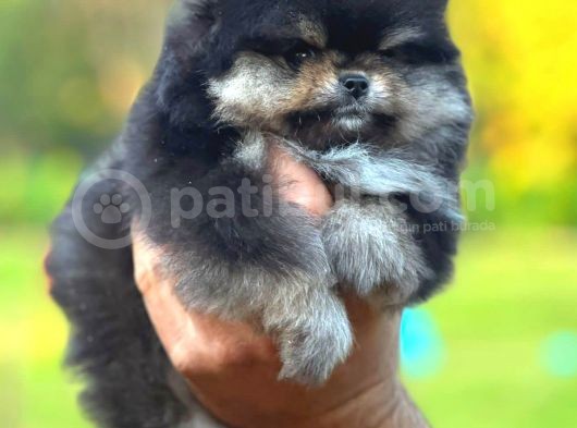 Black And Tan Di̇şi̇ Pomerani̇an Teddy