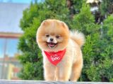 Orji̇nal Pomerani̇an Boo Yavrular
