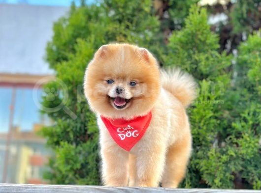 Orji̇nal Pomerani̇an Boo Yavrular görsel